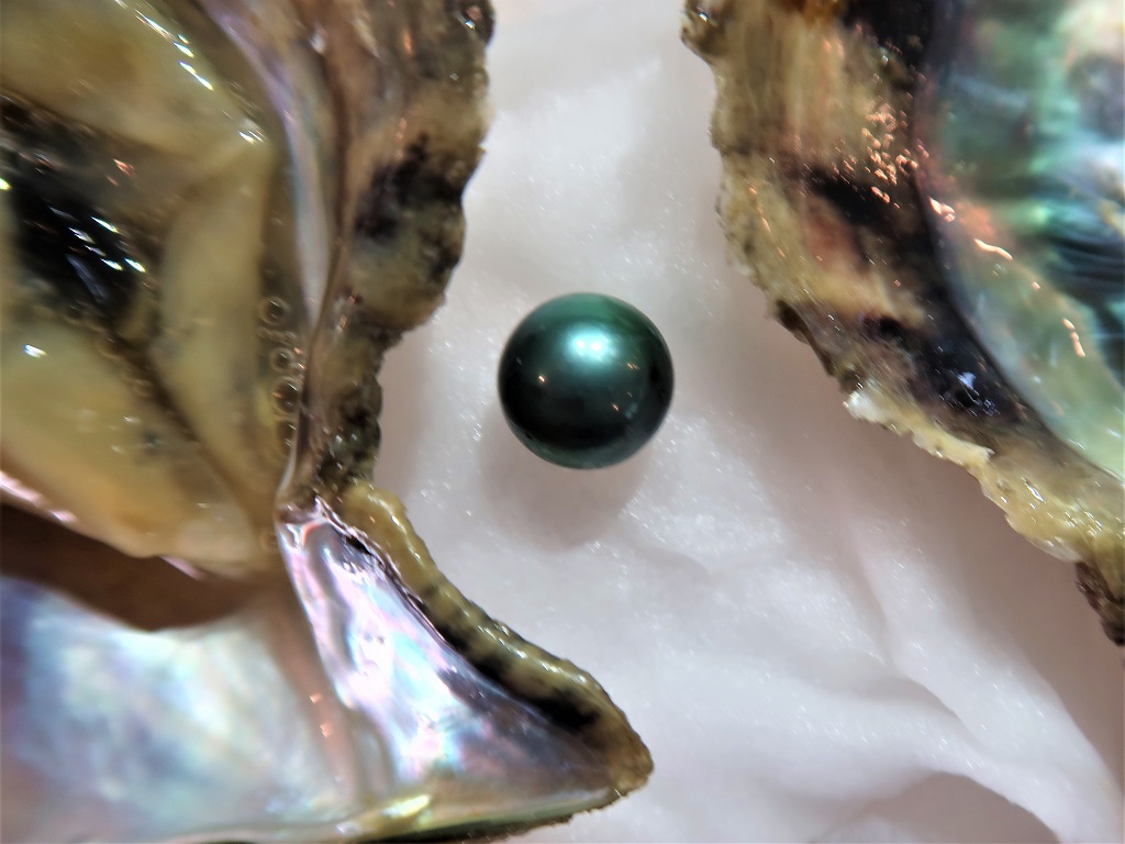アコヤガイからの真珠取り出し体験 2020年1月7日 | 日本住研（青森市）のホームページ